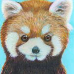 パンツ redpanda mzrpqvju-150x150.jpg